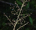 [photo of panicle]