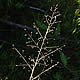 [photo of Bog Muhly]