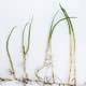 [photo of Slender Water-milfoil]