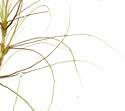 [photo of leaves]