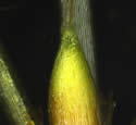 [photo of female flower]