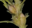 [photo of female flowers past peak]