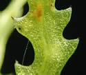 [photo of leaves]