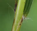 [photo of sheath]