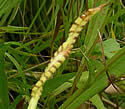[photo of fertile frond in mid-summer]