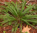 [photo of evergreen leaf clump]