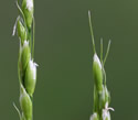 [photo of panicles]