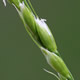 [photo of Mountain Rice Grass]