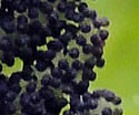 [photo of developing spores]