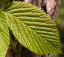 [photo of leaves]