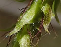 [photo of female catkin]