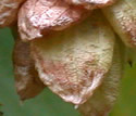 [photo of mature fruit]