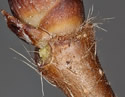 [photo of twig]