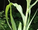 [photo of droopy, cornstalk-like leaves]
