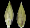 [photo of mature florets]
