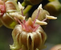 [photo of flowers]
