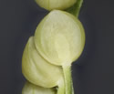 [photo of spikelets]