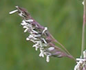 [photo of flowering panicle]