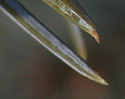 [photo of needles and branch buds]