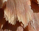 [photo of cones]