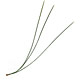[photo of Ponderosa Pine]