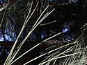 [photo of needles]