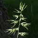 [photo of Bulbous Bluegrass]