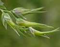 [photo of panicle]