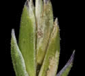 [close-up of spikelet]