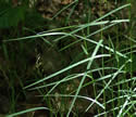 [photo of leaves]