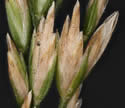[close-up of branch]