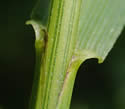 [photo of sheath, ligule and node]