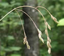 [photo of panicle]