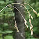 [photo of Old-pasture Bluegrass]