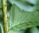 [photo of pinnae lobes, venation and scaly stem]
