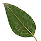 [photo of Balsam Poplar]