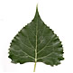 [photo of Plains Cottonwood]