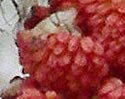 [photo of male flowers]