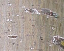 [photo of upper trunk]