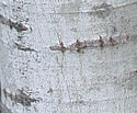 [photo of trunk]