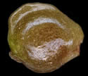 [photo of achenes]