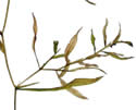 [photo of submersed leaves]
