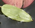 [photo of floating leaves]