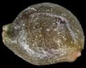[photo of achenes]