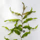 [photo of White-stem Pondweed]