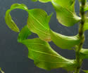 [photo of leaves]