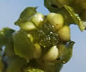 [photo of flower cluster]