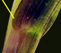 [photo of auricles and stipules]
