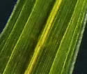 [photo of leaves]