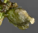 [photo of fruit]